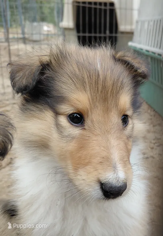 Annie – Collie puppy on hold in Creston, CA