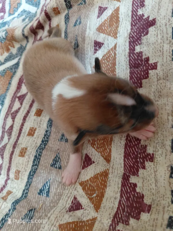 Finn – Collie puppy for sale in Creston, CA