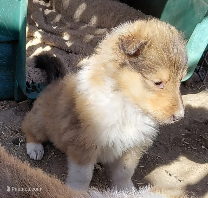 Annie – Collie puppy for sale in Creston, CA
