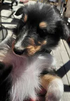 Bear, AKC, DNA Testing, a male Collie for sale in Creston, CA – 3 of 7