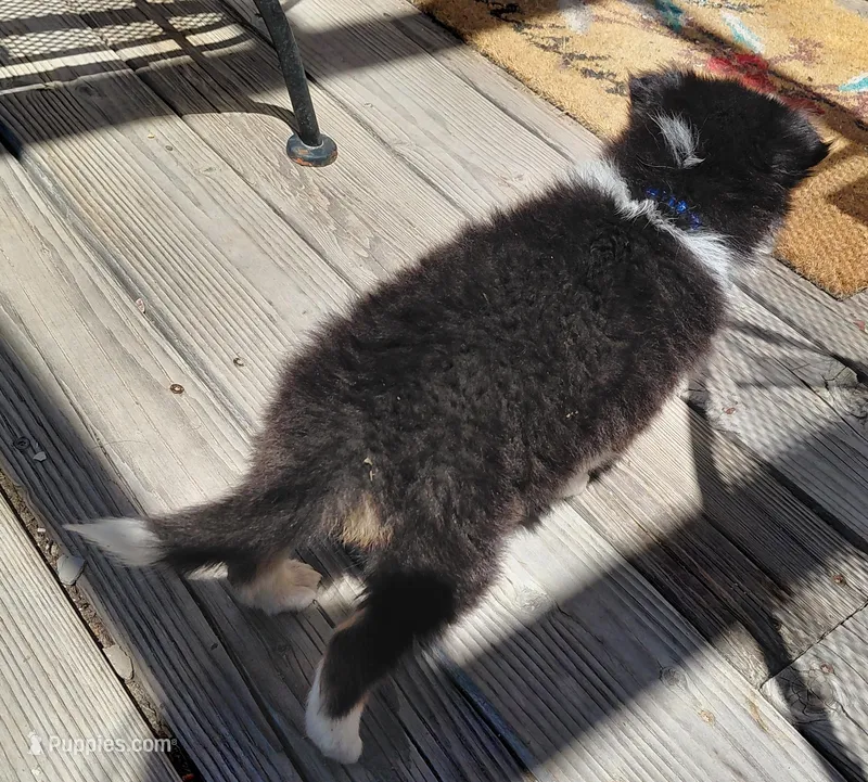 Bear – Collie puppy for sale in Creston, CA