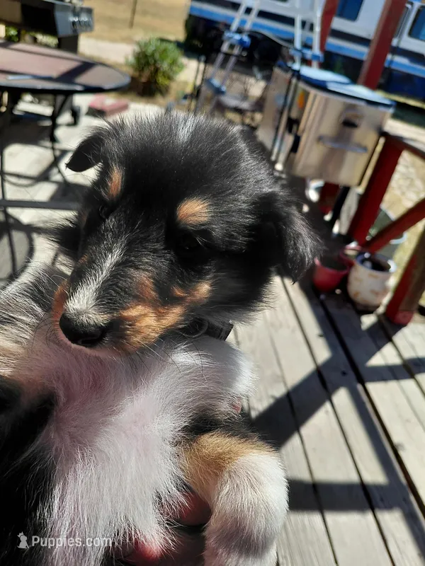 Bear – Collie puppy for sale in Creston, CA