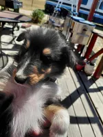 Bear, AKC, DNA Testing, a male Collie for sale in Creston, CA – 1 of 7