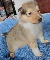 Annie, a female Collie for sale in Creston, CA – 7 of 10
