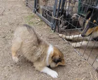 Annie, a female Collie for sale in Creston, CA – 10 of 10