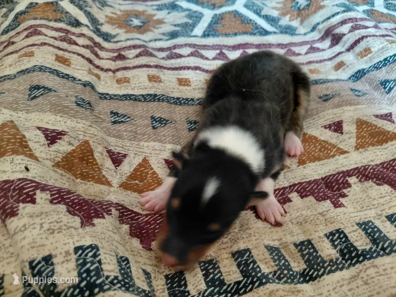 Luna – Collie puppy for sale in Creston, CA