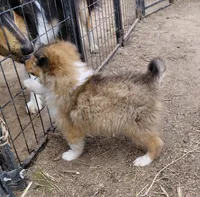 Annie, a female Collie for sale in Creston, CA – 8 of 10