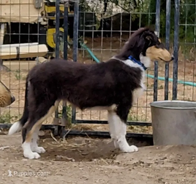 Bear, AKC, DNA Testing – Collie puppy for sale in Creston, CA