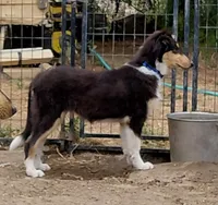 Bear, AKC, DNA Testing, a male Collie for sale in Creston, CA – 1 of 5