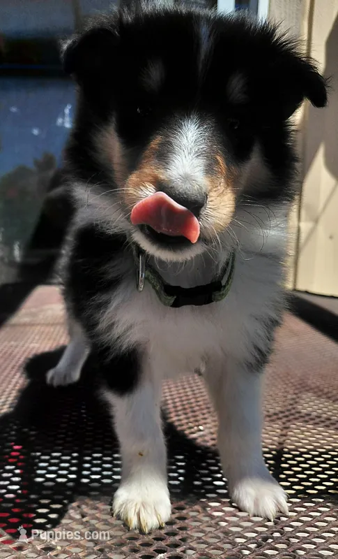Daisy  – Collie puppy for sale in Creston, CA