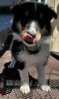 Daisy, AKC, MDR1 Normal, DNA Testing, a female Collie for sale in Creston, CA – 1 of 5