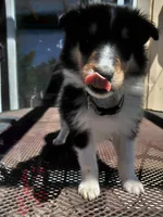 Daisy, AKC, MDR1 Normal, DNA Testing, a female Collie for sale in Creston, CA – 2 of 5