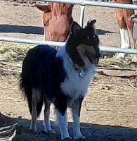 Daisy, AKC, MDR1 Normal, DNA Testing, a female Collie for sale in Creston, CA – 5 of 5