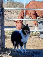 Bear, AKC, DNA Testing, a male Collie for sale in Creston, CA – 5 of 5