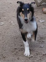 Bear, AKC, DNA Testing, a male Collie for sale in Creston, CA – 2 of 5