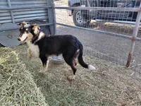 Bear, AKC Rough Collie, a male Collie for sale in Creston, CA – 5 of 7