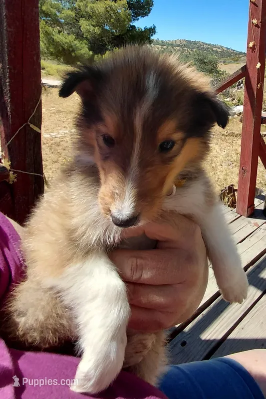 Chester, AKC, DNA testing – Collie puppy for sale in Creston, CA