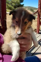 Chester, AKC, DNA testing, a male Collie for sale in Creston, CA – 1 of 10