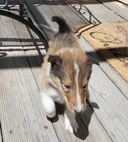 Chester, AKC, DNA testing, a male Collie for sale in Creston, CA – 2 of 10