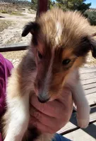 Chester, AKC, DNA testing, a male Collie for sale in Creston, CA – 5 of 10