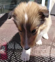 Chester, AKC, DNA testing, a male Collie for sale in Creston, CA – 6 of 10