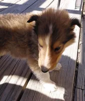 Chester, AKC, DNA testing, a male Collie for sale in Creston, CA – 4 of 10