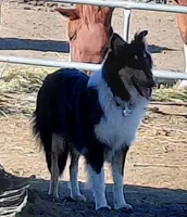 Chester, AKC, DNA testing, a male Collie for sale in Creston, CA – 10 of 10