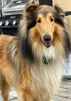 Bear, AKC, DNA Testing, a male Collie for sale in Creston, CA – 4 of 5