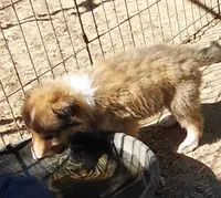 Finn, a male Collie for sale in Creston, CA – 3 of 6