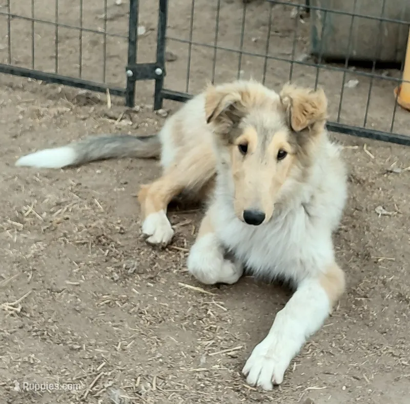 Buddy, AKC, MDR1 Normal, Clear DNA Tests – Collie puppy for sale in Creston, CA