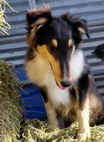 Bear, AKC Rough Collie, a male Collie for sale in Creston, CA – 4 of 7