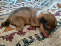 Annie, a female Collie for sale in Creston, CA – 1 of 1