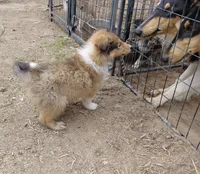 Annie, a female Collie for sale in Creston, CA – 9 of 10