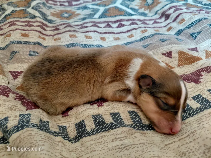 Millie – Collie puppy for sale in Creston, CA