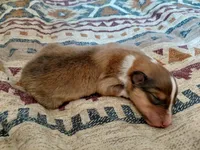 Millie, a female Collie for sale in Creston, CA – 1 of 1