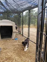 Violet, AKC, MDR1 Normal, DNA Testing , a female Collie for sale in Creston, CA – 4 of 7