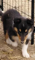 Violet, AKC, MDR1 Normal, DNA Testing , a female Collie for sale in Creston, CA – 1 of 7