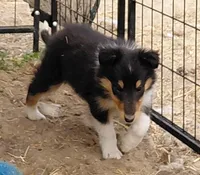 Violet, AKC, MDR1 Normal, DNA Testing , a female Collie for sale in Creston, CA – 2 of 7