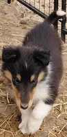 Violet, AKC, MDR1 Normal, DNA Testing , a female Collie for sale in Creston, CA – 3 of 7