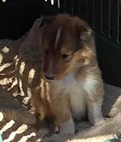 Finn, a male Collie for sale in Creston, CA – 5 of 6