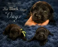 Sea Majors The Last Black Dragon, a male Belgian Sheepdog for sale in Virginia Beach, VA – 1 of 1