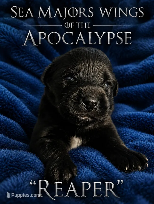 Sea Majors Wings of the Apocalypse  – Belgian Sheepdog puppy for sale in Virginia Beach, VA