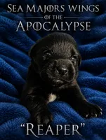 Sea Majors Wings of the Apocalypse , a male Belgian Sheepdog for sale in Virginia Beach, VA – 1 of 5