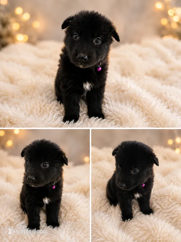Sea Majors Nightwing of Valyria – Belgian Sheepdog puppy for sale in Virginia Beach, VA