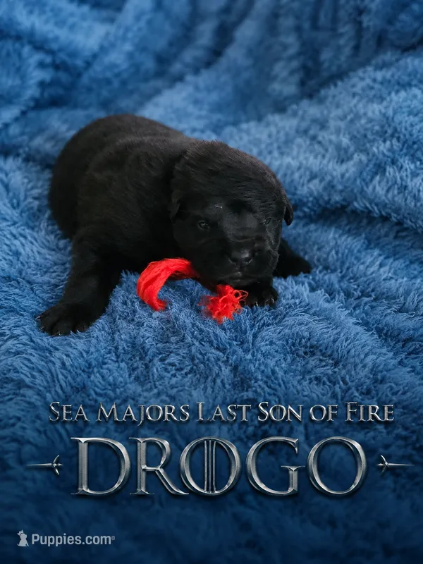 Sea Majors Last Son of Fire  – Belgian Sheepdog puppy for sale in Virginia Beach, VA