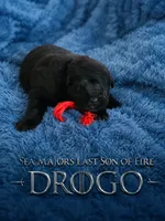 Sea Majors Last Son of Fire , a male Belgian Sheepdog for sale in Virginia Beach, VA – 1 of 4