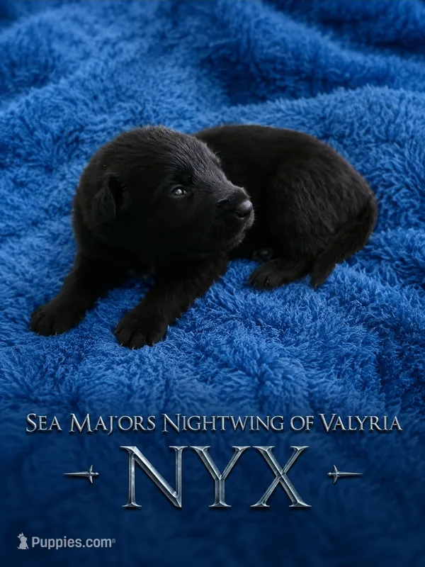 Sea Majors Nightwing of Valyria – Belgian Sheepdog puppy for sale in Virginia Beach, VA
