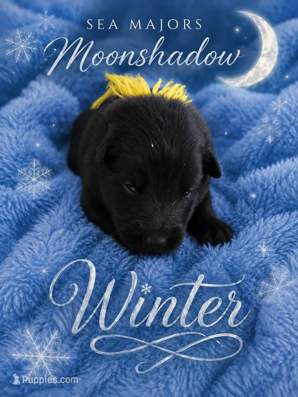 Sea Majors Moonshadow of Winter "Winter" – Belgian Sheepdog puppy for sale in Virginia Beach, VA
