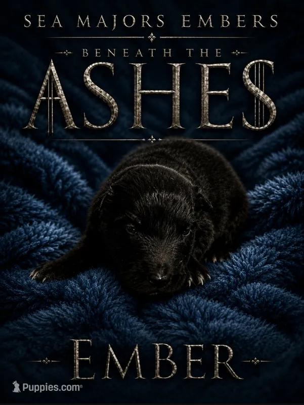 Ember Sea Majors Embars Beneath Ashes – Belgian Sheepdog puppy for sale in Virginia Beach, VA