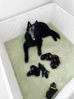 Red - Boy, a male Belgian Sheepdog for sale in Virginia Beach, VA – 3 of 3